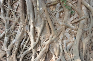 Ağaç kökü kırmızı tuğla duvar arka plan yüzeyinde diffdür