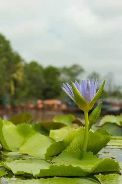 Purple lotus is blooming over the lotus pond around with garden