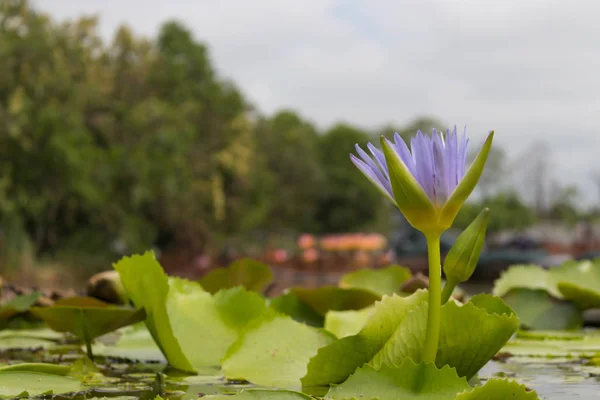 Purple lotus is blooming over the lotus pond around with garden