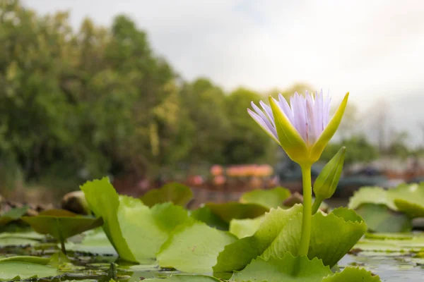 Purple lotus is blooming over the lotus pond around with garden