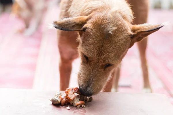 Yaşlı köpek yemek yeme