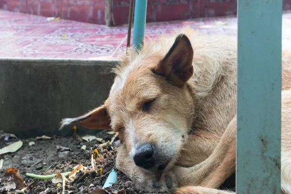 Yaşlı köpek yere uyuyor