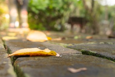 Kahverengi yapraklar eski beton geçitte