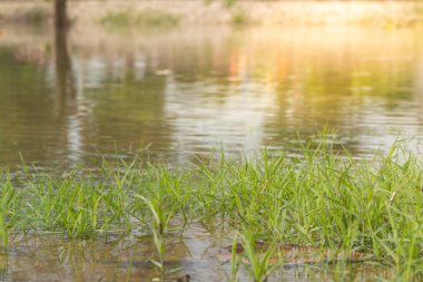 Su birikintisinde yeşil çimenler büyür.