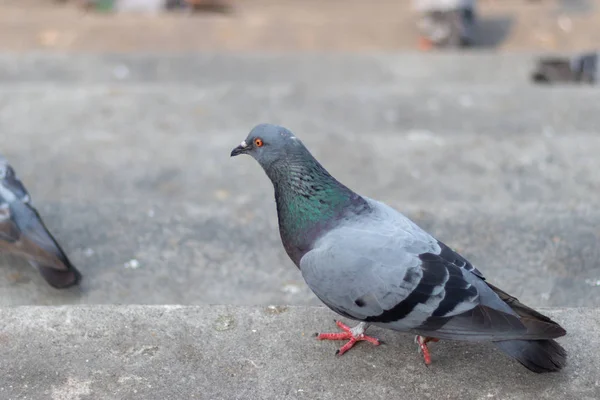 Beton merdivenlerde güvercinler