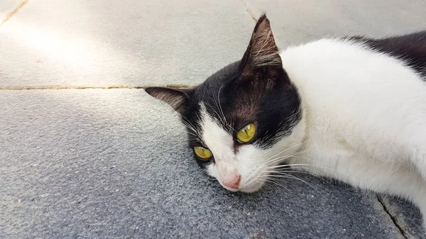 Cat is lying on the concrete walkway