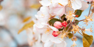  Bahar çiçekleri Japon ağacının arka planını bulanıklaştırdı. İlkbaharda kiraz dallarında çiçekler 