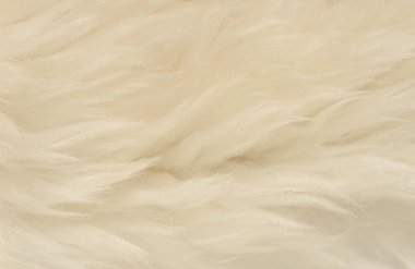 Beyaz hayvan yünlü arka plan, bej doğal koyun yünü, kabarık tüylü kürkün yakın çekim dokusu