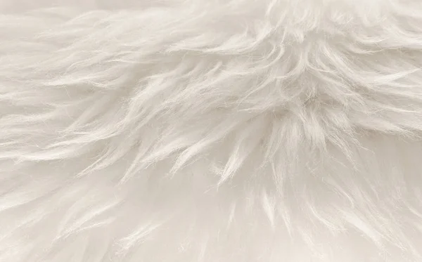 Beyaz Hayvan Yünlü Arka Plan Bej Doğal Koyun Yünü Kabarık — Stok fotoğraf