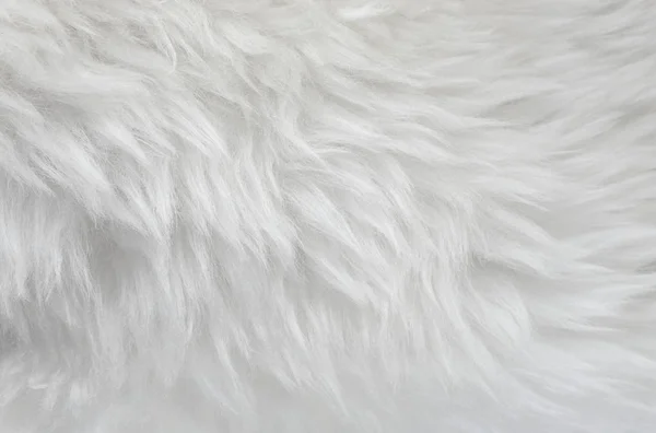 White Animal Wool Texture Background Beige Natural Sheep Wool Close — Stock Photo, Image