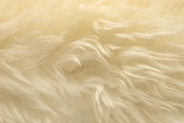 Weiße Tierwolle Textur Hintergrund Beige Natürliche Schafwolle Nahaufnahme Textur Von — Stockfoto