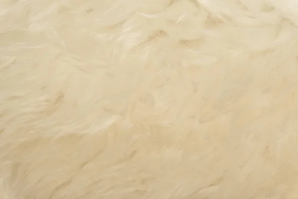 白色动物毛纹理背景 米色天然羊毛 毛绒绒毛绒绒的特写纹理 — 图库照片