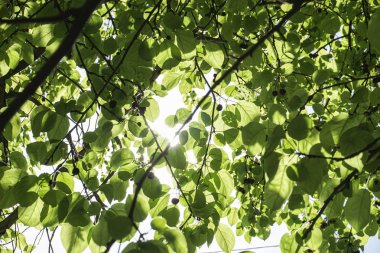 mavi gökyüzüne karşı yeşil yaprakları ile ağaçların dalları