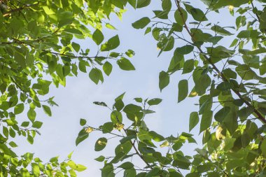 mavi gökyüzüne karşı yeşil yaprakları ile ağaçların dalları