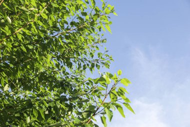 mavi gökyüzüne karşı yeşil yaprakları ile ağaçların dalları