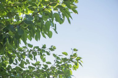 mavi gökyüzüne karşı yeşil yaprakları ile ağaçların dalları