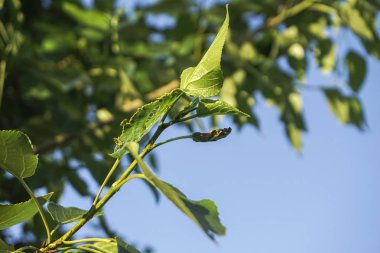 mavi gökyüzüne karşı yeşil yaprakları ile ağaçların dalları
