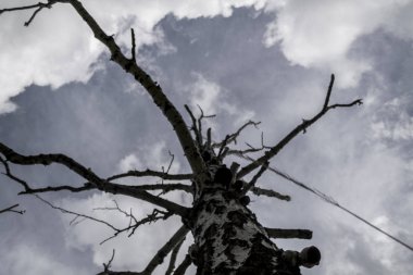 gri bulutların bir arka plan üzerinde yalnız kuru ağaç, alttan görünümü, kasvetli arka plan 