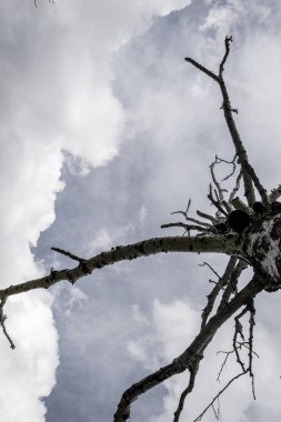 gri bulutların bir arka plan üzerinde yalnız kuru ağaç, alttan görünümü, kasvetli arka plan 