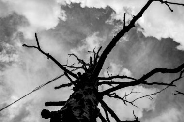 gri bulutların bir arka plan üzerinde yalnız kuru ağaç, alttan görünümü, kasvetli arka plan 