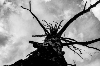 gri bulutların bir arka plan üzerinde yalnız kuru ağaç, alttan görünümü, kasvetli arka plan 