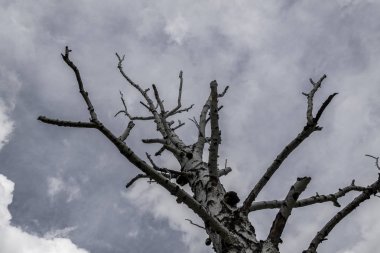 gri bulutların bir arka plan üzerinde yalnız kuru ağaç, alttan görünümü, kasvetli arka plan 