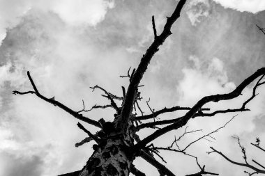 gri bulutların bir arka plan üzerinde yalnız kuru ağaç, alttan görünümü, kasvetli arka plan 