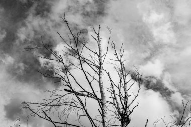 gri bulutların bir arka plan üzerinde yalnız kuru ağaç, alttan görünümü, kasvetli arka plan 
