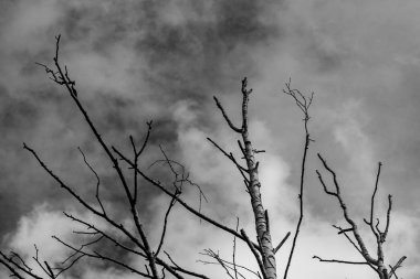 gri bulutların bir arka plan üzerinde yalnız kuru ağaç, alttan görünümü, kasvetli arka plan 