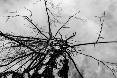 gri bulutların bir arka plan üzerinde yalnız kuru ağaç, alttan görünümü, kasvetli arka plan 