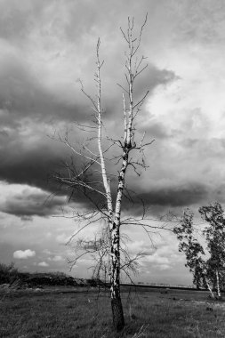 gri bulutların bir arka plan üzerinde yalnız kuru ağaç, alttan görünümü, kasvetli arka plan 