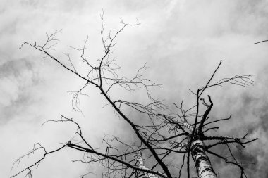 gri bulutların bir arka plan üzerinde yalnız kuru ağaç, alttan görünümü, kasvetli arka plan 