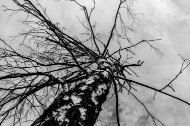 gri bulutların bir arka plan üzerinde yalnız kuru ağaç, alttan görünümü, kasvetli arka plan 