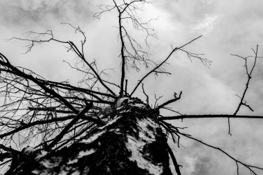 gri bulutların bir arka plan üzerinde yalnız kuru ağaç, alttan görünümü, kasvetli arka plan 