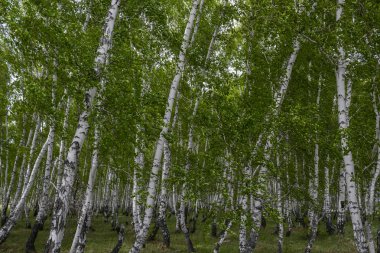 Baharda huş ormanı, ağaç gövdeleri, arka plan