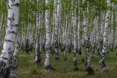 Baharda huş ormanı, ağaç gövdeleri, arka plan
