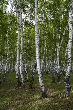 Baharda huş ormanı, ağaç gövdeleri, arka plan