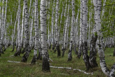 Baharda huş ormanı, ağaç gövdeleri, arka plan