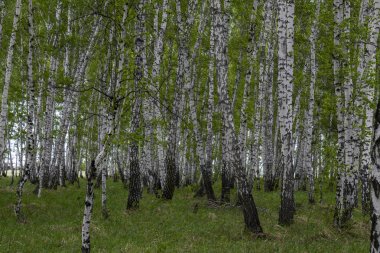 Baharda huş ormanı, ağaç gövdeleri, arka plan