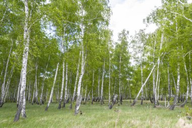 Baharda huş ormanı, ağaç gövdeleri, arka plan