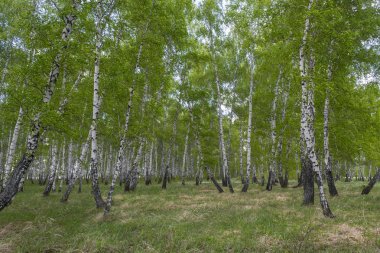 Baharda huş ormanı, ağaç gövdeleri, arka plan