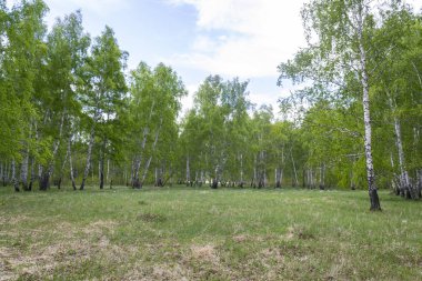 Baharda huş ormanı, ağaç gövdeleri, arka plan