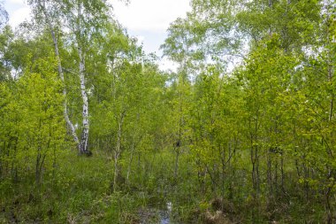 Baharda huş ormanı, ağaç gövdeleri, arka plan