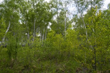 Baharda huş ormanı, ağaç gövdeleri, arka plan