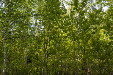 Baharda huş ormanı, ağaç gövdeleri, arka plan