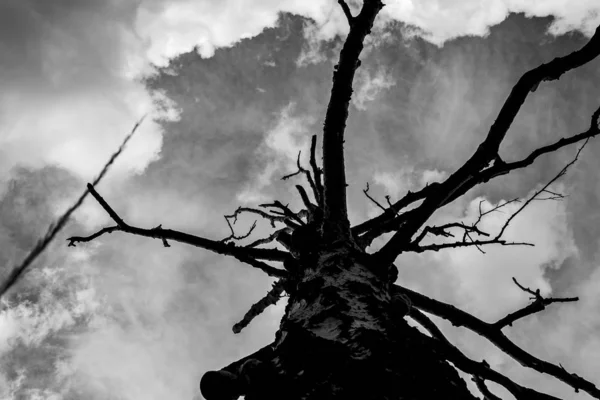 Самотнє Сухе Дерево Тлі Сірих Хмар Вид Знизу Похмурий Фон — стокове фото