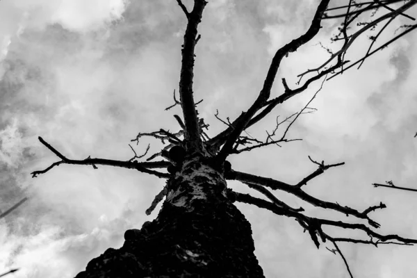 Одинокое Сухое Дерево Фоне Серых Облаков Вид Снизу Мрачный Фон — стоковое фото