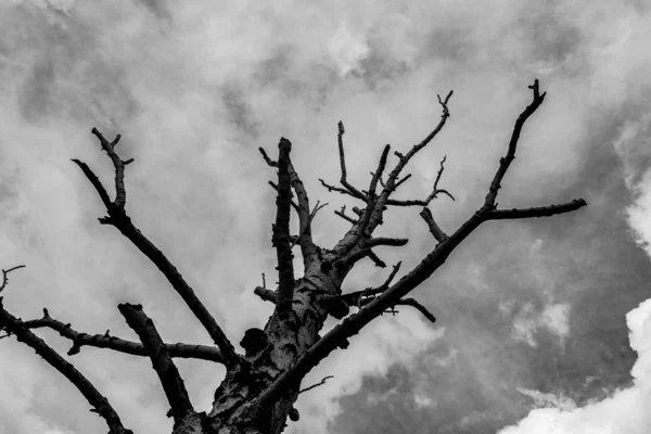 Samotne Suche Drzewo Tle Szarych Chmur Widok Dna Ponure Tło — Zdjęcie stockowe