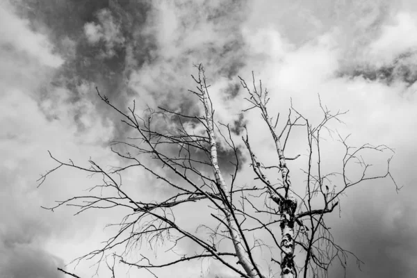 Osamělý Suchý Strom Pozadí Šedých Mraků Pohled Zdola Pochmurné Pozadí — Stock fotografie