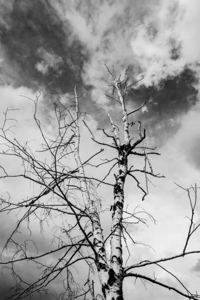 Samotne Suche Drzewo Tle Szarych Chmur Widok Dna Ponure Tło — Zdjęcie stockowe